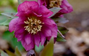 What’s Blooming at the WVBG?